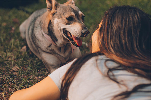 养宠物的人群占比高