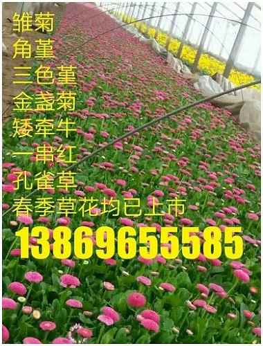 图片中联系方式水印面积较大，严重损害浏览体验案例