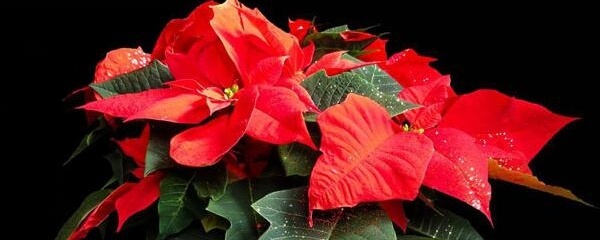 一品红怎么养(一品红的养殖技巧) 一品红怎么养(一品红的养殖技巧)