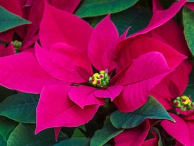 一品红怎么养(一品红的养殖技巧) 一品红怎么养(一品红的养殖技巧)