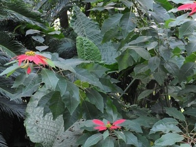 一品红怎么养(一品红的养殖技巧) 一品红怎么养(一品红的养殖技巧)