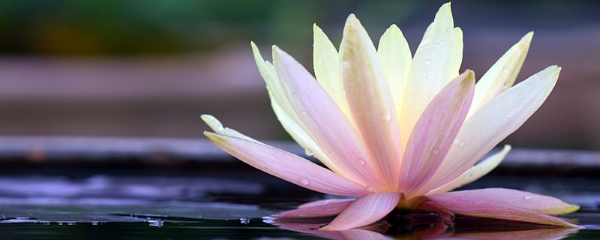 一般荷花是在几月开花(荷花的花期介绍) 一般荷花是在几月开花(荷花的花期介绍)