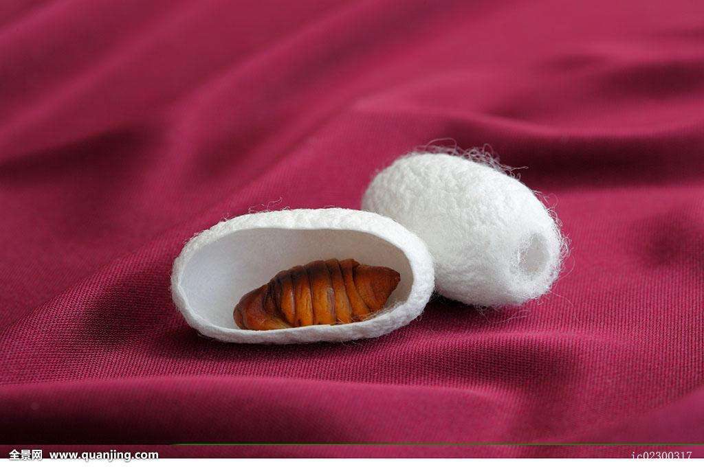 丝绵是什么(丝绵的作用) 丝绵是什么(丝绵的作用)