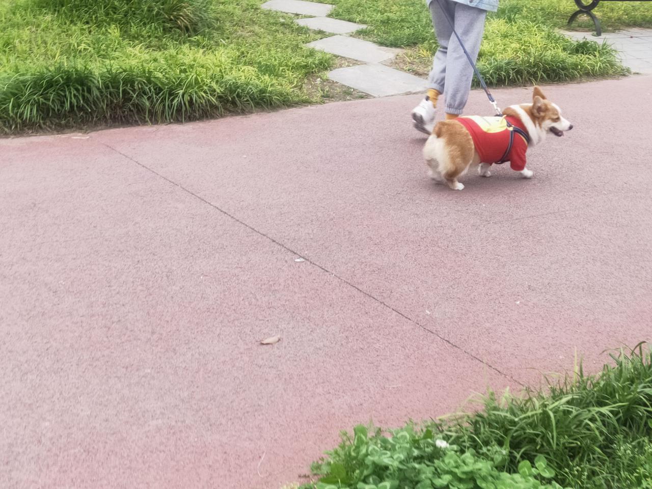 五月一日天气(五月一日起遛狗不拴绳违法) 五月一日天气(五月一日起遛狗不拴绳违法)