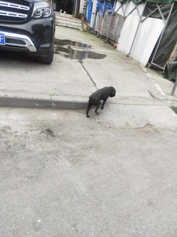 五月一日天气(五月一日起遛狗不拴绳违法) 五月一日天气(五月一日起遛狗不拴绳违法)