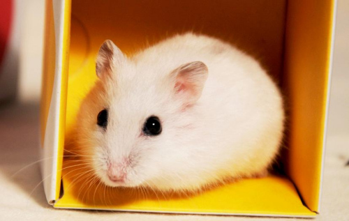 仓鼠为什么会装死(辨别仓鼠装死的方法) 仓鼠为什么会装死(辨别仓鼠装死的方法)