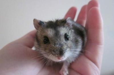 仓鼠为什么会装死(辨别仓鼠装死的方法) 仓鼠为什么会装死(辨别仓鼠装死的方法)