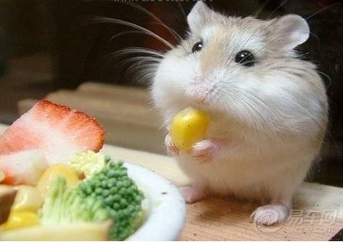 仓鼠为什么会装死(辨别仓鼠装死的方法) 仓鼠为什么会装死(辨别仓鼠装死的方法)