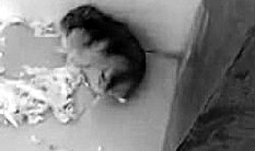 仓鼠为什么会装死(辨别仓鼠装死的方法) 仓鼠为什么会装死(辨别仓鼠装死的方法)