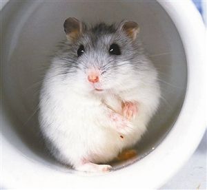 仓鼠为什么会装死(辨别仓鼠装死的方法) 仓鼠为什么会装死(辨别仓鼠装死的方法)