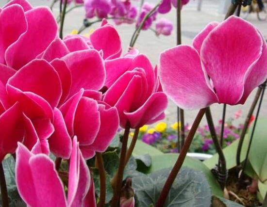 仙客来的花语是什么(仙客来的花语和寓意) 仙客来的花语是什么(仙客来的花语和寓意)