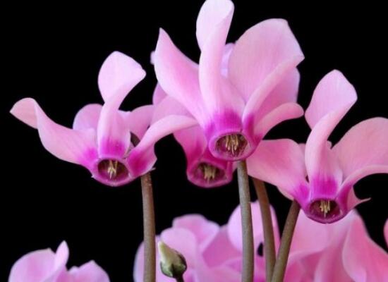 仙客来的花语是什么(仙客来的花语和寓意) 仙客来的花语是什么(仙客来的花语和寓意)