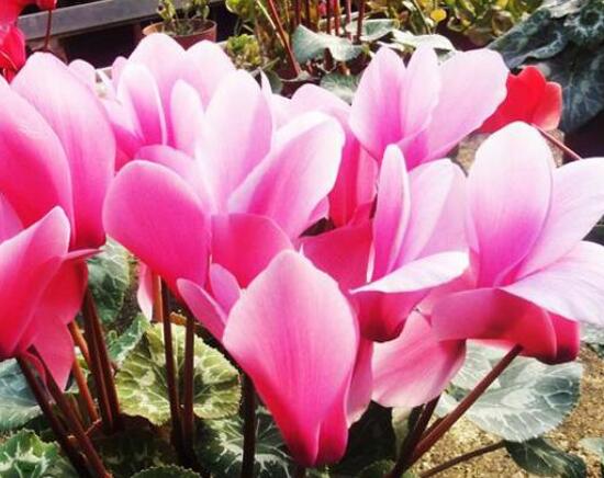 仙客来的花语是什么(仙客来的花语和寓意) 仙客来的花语是什么(仙客来的花语和寓意)