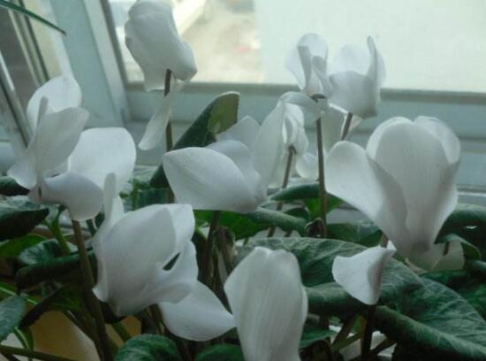 仙客来的花语是什么(仙客来的花语和寓意) 仙客来的花语是什么(仙客来的花语和寓意)