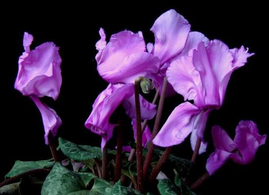 仙客来的花语是什么(仙客来的花语和寓意) 仙客来的花语是什么(仙客来的花语和寓意)