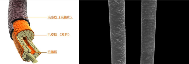 丝蕴无硅油洗发水多少钱一瓶(丝蕴洗发水多少钱效果怎么样) 丝蕴无硅油洗发水多少钱一瓶(丝蕴洗发水多少钱效果怎么样)