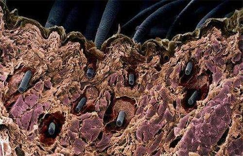 丝蕴无硅油洗发水多少钱一瓶(丝蕴洗发水多少钱效果怎么样) 丝蕴无硅油洗发水多少钱一瓶(丝蕴洗发水多少钱效果怎么样)