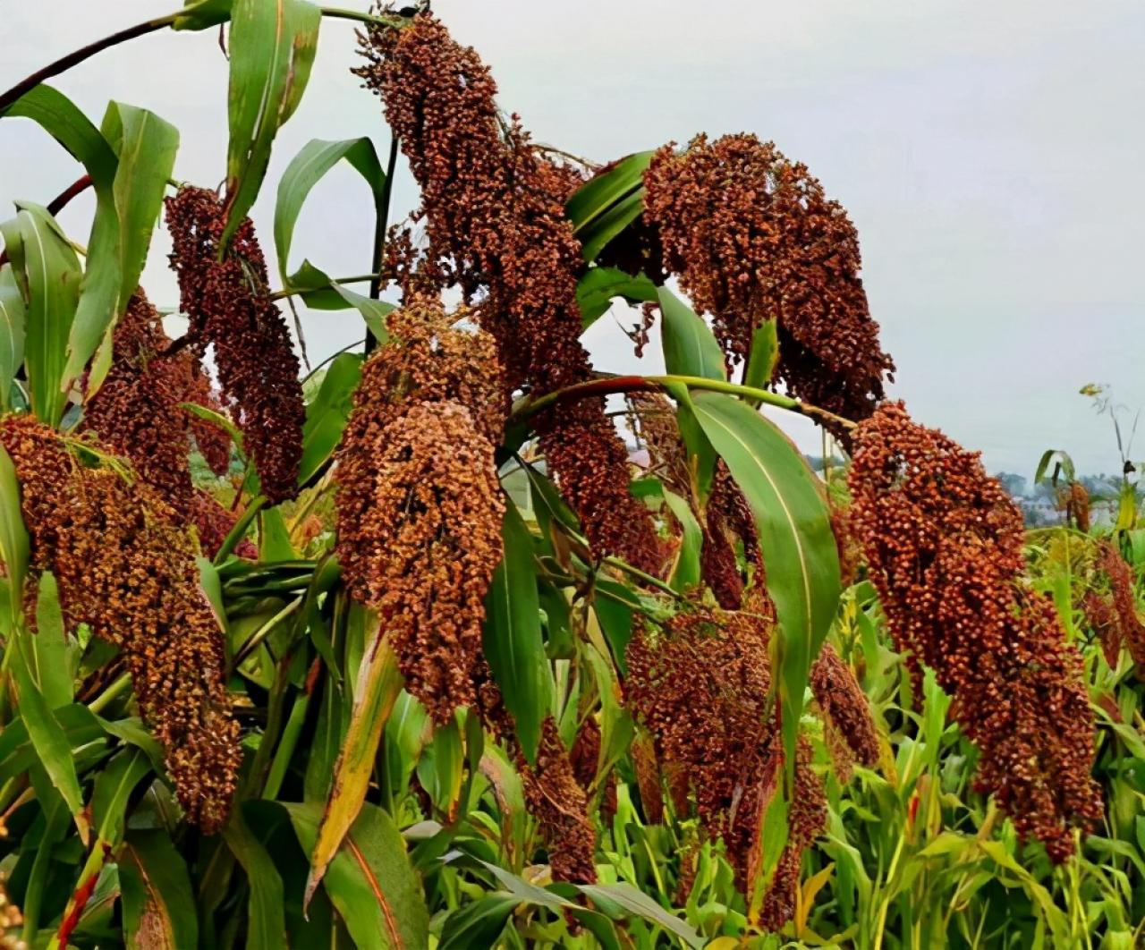 五粮醇价格表2016年(五粮醇价格表塑料包装) 五粮醇价格表2016年(五粮醇价格表塑料包装)