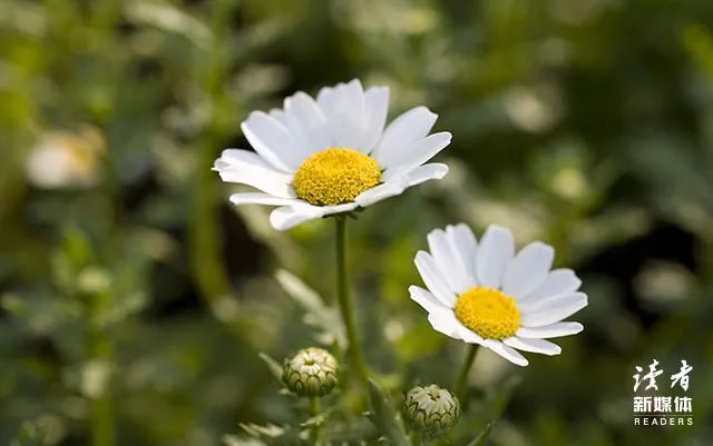 《如意书》(如意书免费下载) 《如意书》(如意书免费下载)