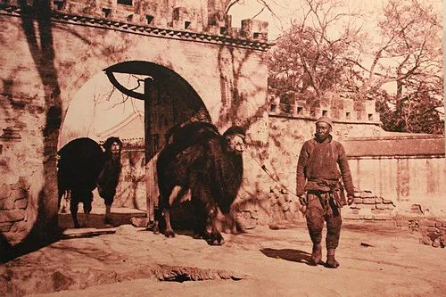 《骆驼祥子》里的北京土话(北京土话骂人的话) 《骆驼祥子》里的北京土话(北京土话骂人的话)