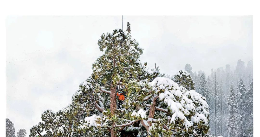 上古神树若木的花(上古神树小说) 上古神树若木的花(上古神树小说)