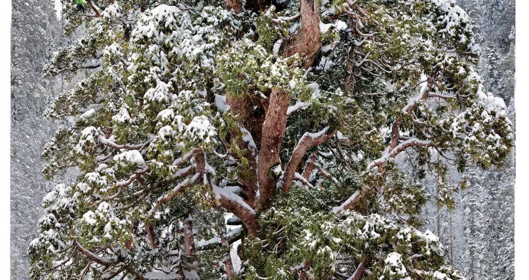 上古神树若木的花(上古神树小说) 上古神树若木的花(上古神树小说)