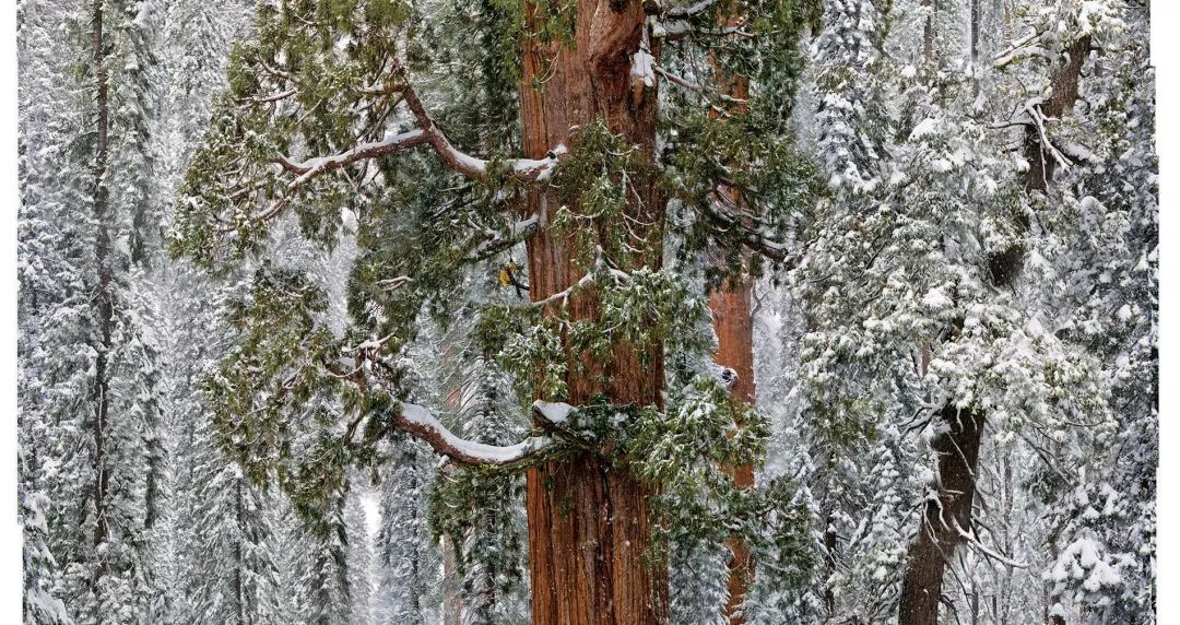 上古神树若木的花(上古神树小说) 上古神树若木的花(上古神树小说)