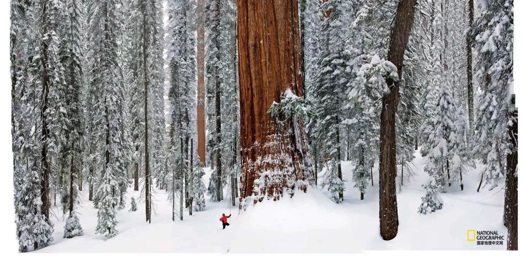 上古神树若木的花(上古神树小说) 上古神树若木的花(上古神树小说)