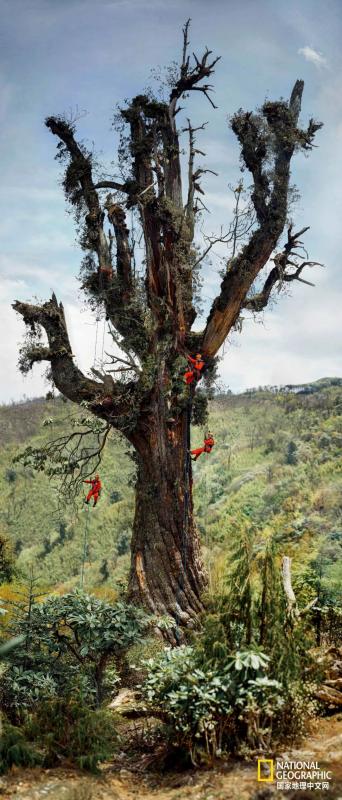 上古神树若木的花(上古神树小说) 上古神树若木的花(上古神树小说)