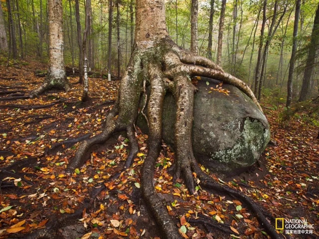 上古神树若木的花(上古神树小说) 上古神树若木的花(上古神树小说)