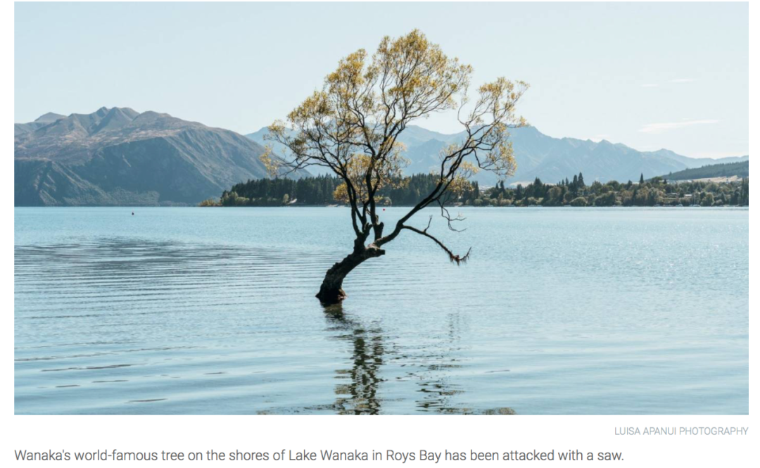 上古神树若木的花(上古神树小说) 上古神树若木的花(上古神树小说)