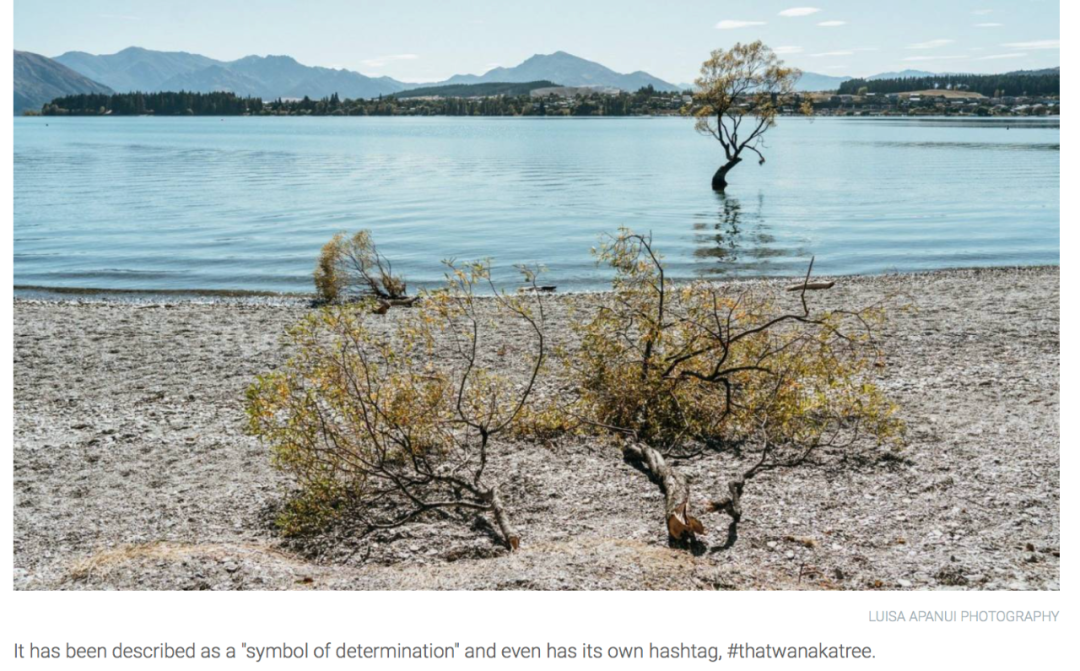 上古神树若木的花(上古神树小说) 上古神树若木的花(上古神树小说)