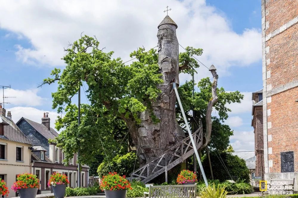 上古神树若木的花(上古神树小说) 上古神树若木的花(上古神树小说)