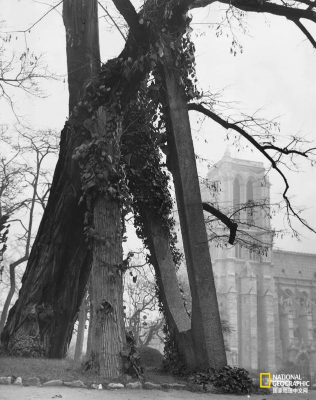上古神树若木的花(上古神树小说) 上古神树若木的花(上古神树小说)