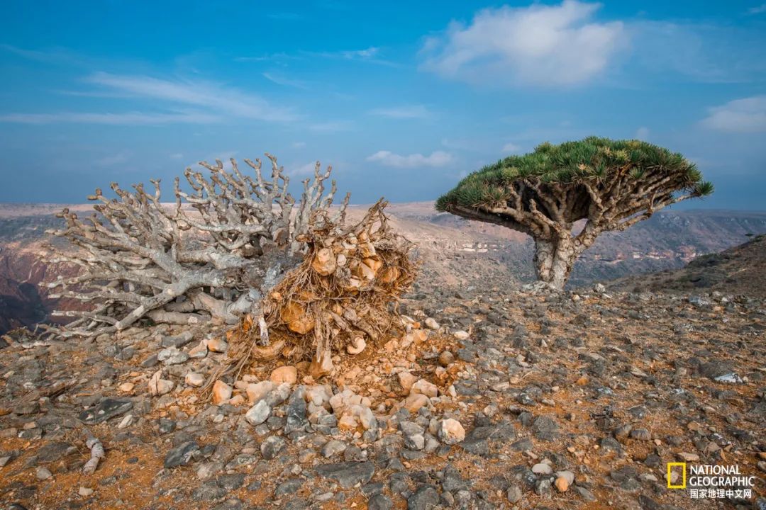 上古神树若木的花(上古神树小说) 上古神树若木的花(上古神树小说)