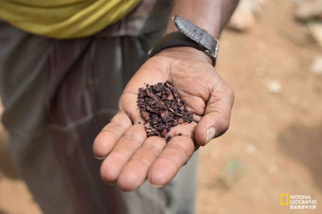 上古神树若木的花(上古神树小说) 上古神树若木的花(上古神树小说)