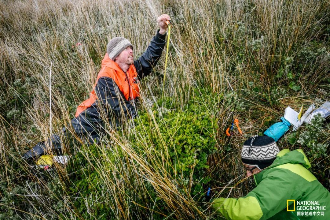 上古神树若木的花(上古神树小说) 上古神树若木的花(上古神树小说)