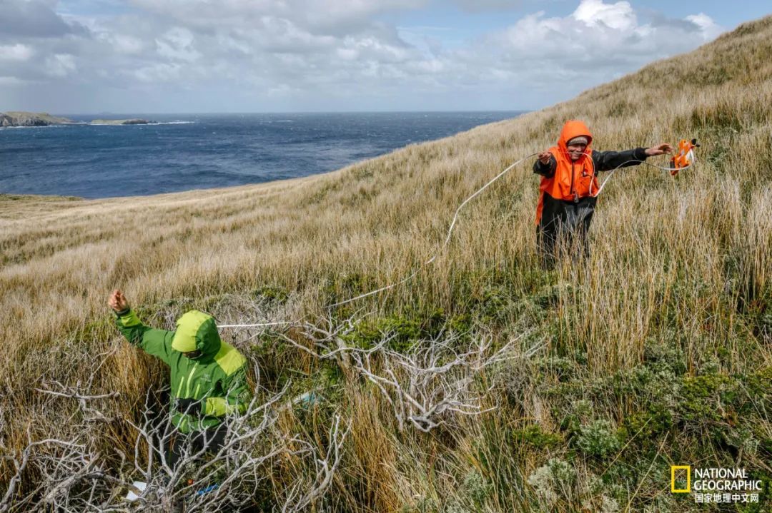 上古神树若木的花(上古神树小说) 上古神树若木的花(上古神树小说)
