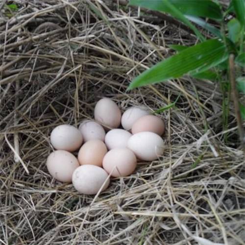 万寿菊粉色(万寿菊粉和辣椒粉哪个喂鸡更好)