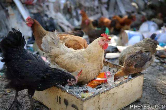 万寿菊粉色(万寿菊粉和辣椒粉哪个喂鸡更好)