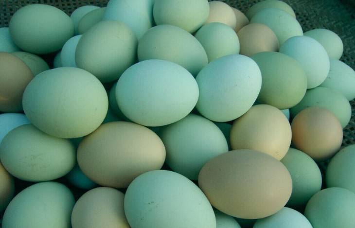 万寿菊粉色(万寿菊粉和辣椒粉哪个喂鸡更好)