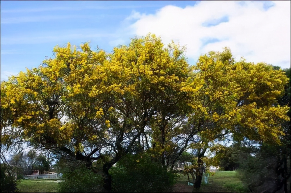 万芳得精油(万芳得精油怎么样) 万芳得精油(万芳得精油怎么样)