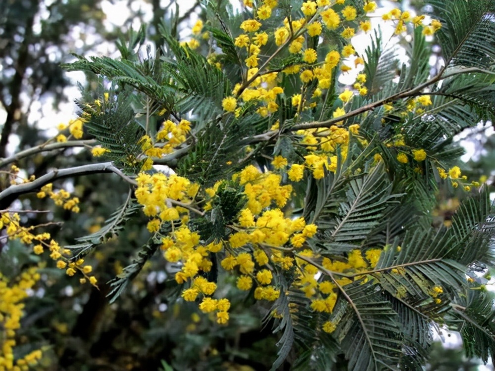 万芳得精油(万芳得精油怎么样) 万芳得精油(万芳得精油怎么样)