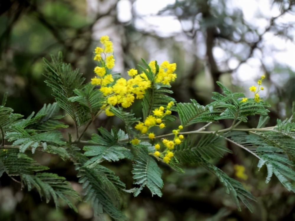 万芳得精油(万芳得精油怎么样) 万芳得精油(万芳得精油怎么样)