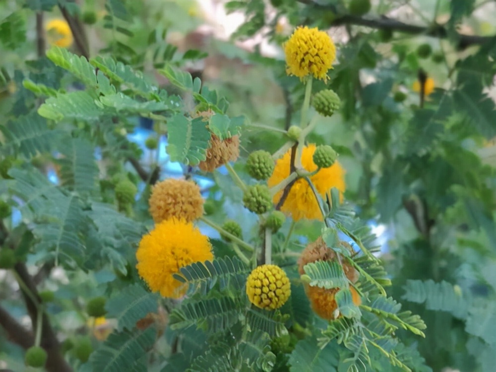 万芳得精油(万芳得精油怎么样) 万芳得精油(万芳得精油怎么样)