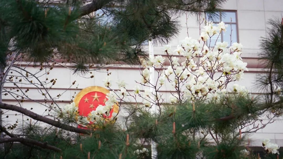 芳菲四月,春意正酣丨“天平杯·随手拍”大赛作品展播