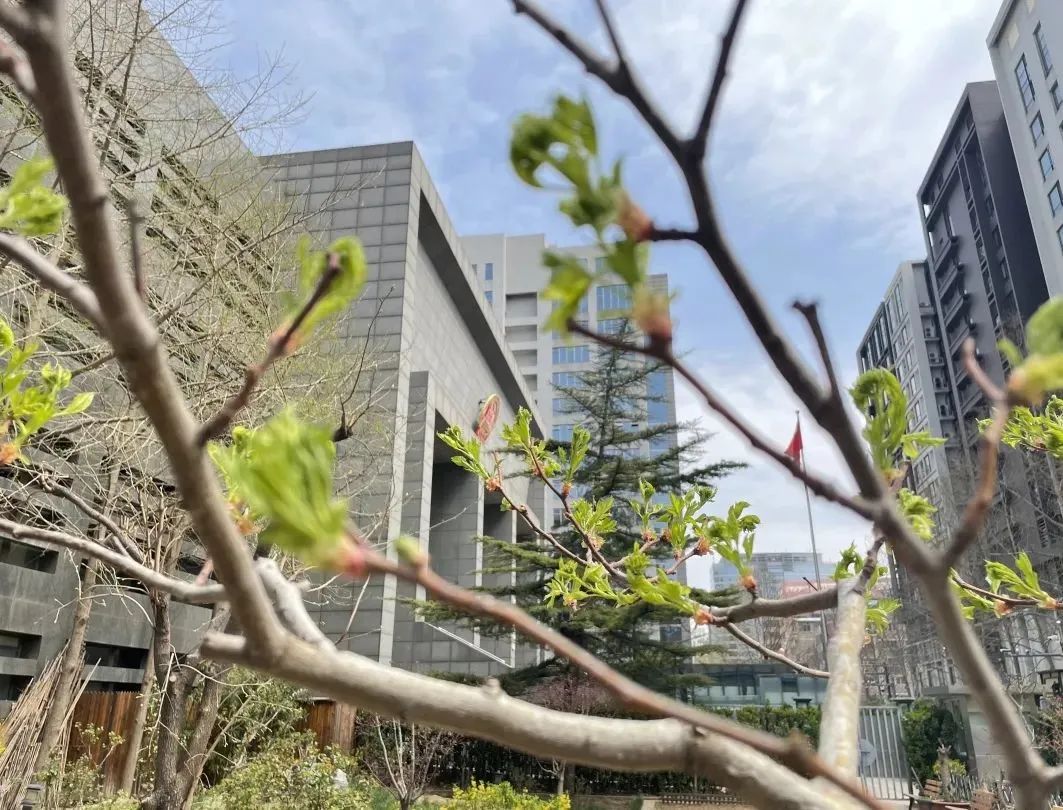 芳菲四月,春意正酣丨“天平杯·随手拍”大赛作品展播