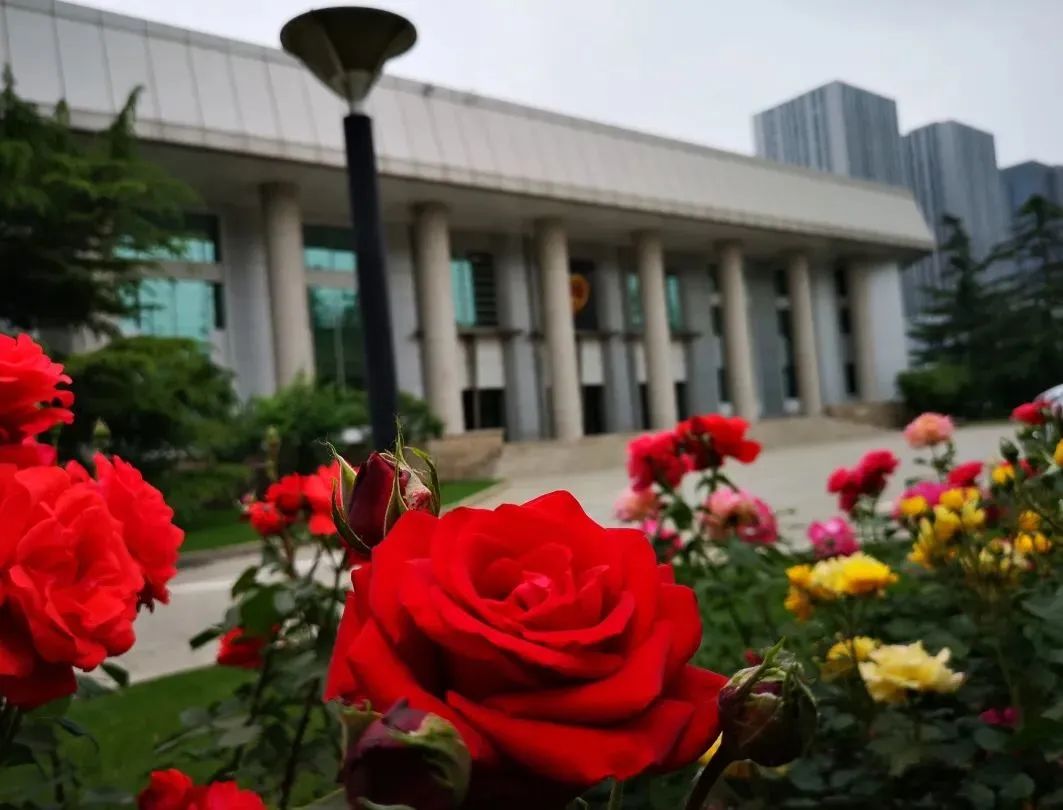 芳菲四月,春意正酣丨“天平杯·随手拍”大赛作品展播