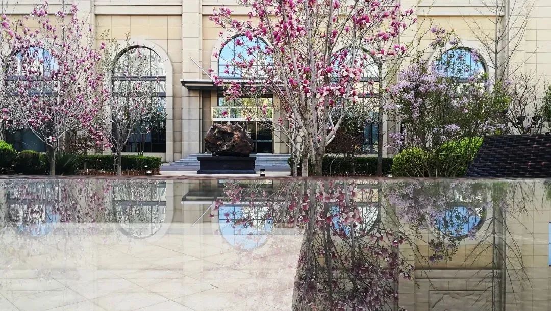 芳菲四月,春意正酣丨“天平杯·随手拍”大赛作品展播