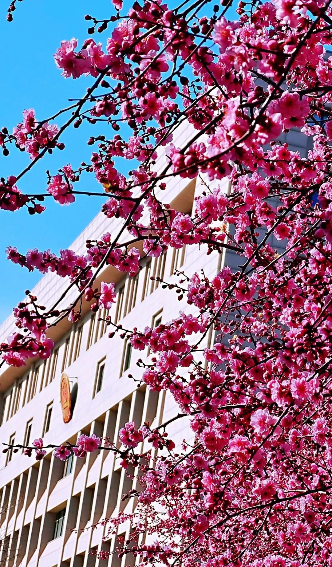 芳菲四月,春意正酣丨“天平杯·随手拍”大赛作品展播